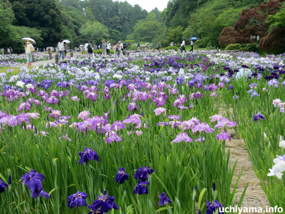 花菖蒲