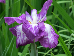 花菖蒲・長生殿