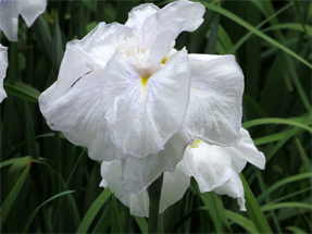 花菖蒲・千鳥