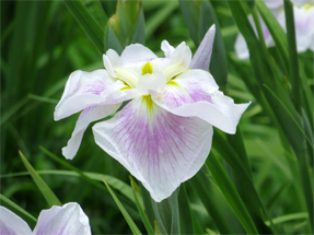 花菖蒲・五月晴