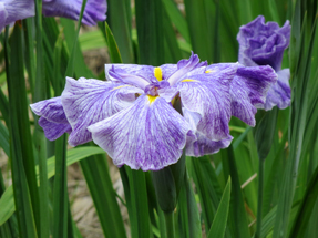 花菖蒲・衆鳥