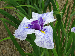 花菖蒲・潮来