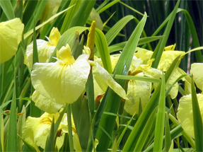 花菖蒲・愛知の輝き