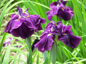 花菖蒲・神楽獅子