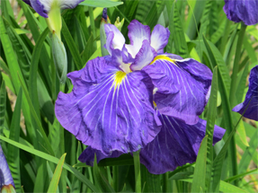 花菖蒲・新紫式部