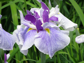 花菖蒲・山紫水明