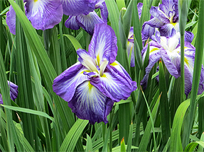 花菖蒲・七賢の遊