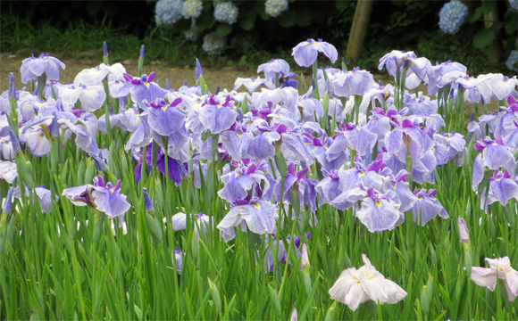 花菖蒲