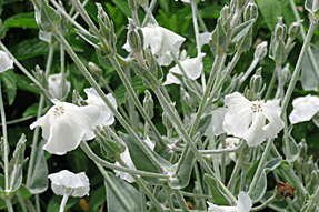 NjXERiA