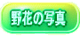 花とハイキングでエンジョイ
