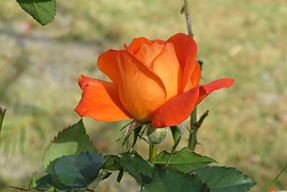 �X�[�p�[�g���[�o�[