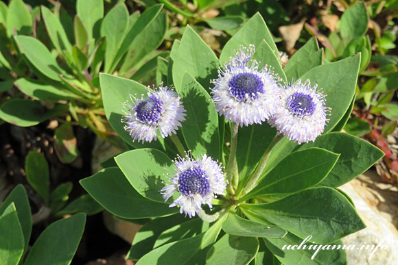 �O���u�����A