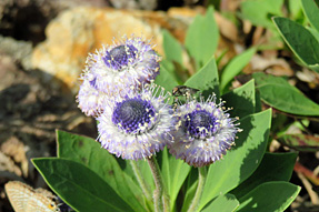 �O���u�����A