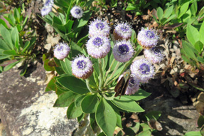 �O���u�����A