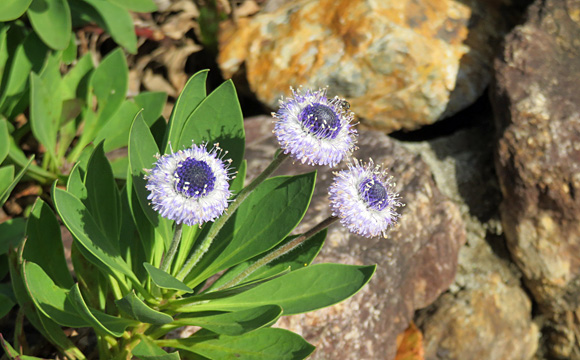 �O���u�����A