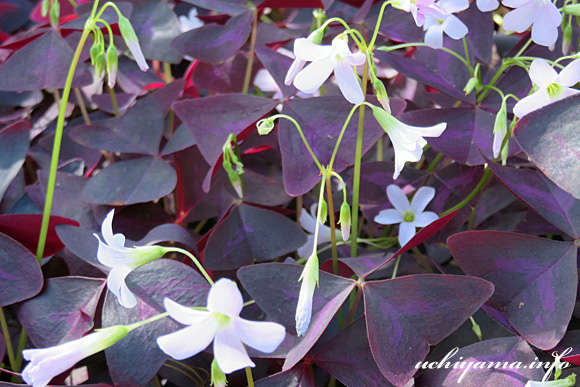 �C���J�m�J�^�o�~