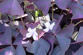 �C���J�m�J�^�o�~