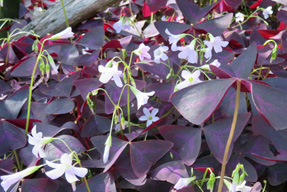 �C���J�m�J�^�o�~