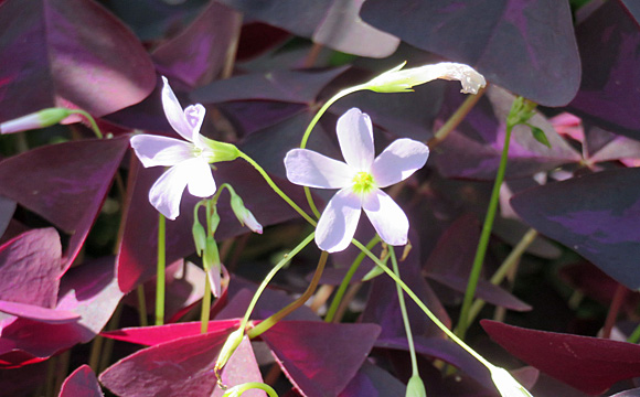 �C���J�m�J�^�o�~