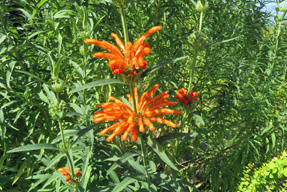 �J�G���L�Z���^