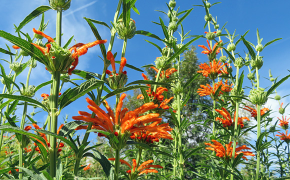 �J�G���L�Z���^