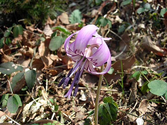 カタクリの花