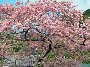 河津桜・原木