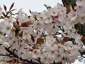 駿府桜