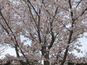 駿府桜