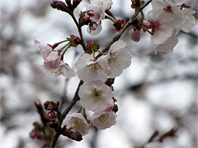 雪洞桜