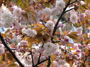 木の花桜