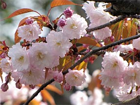 木の花桜
