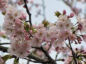 瀛洲桜