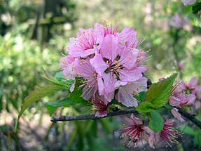 ニワザクラ（庭桜）