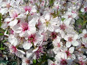 ニワザクラ（庭桜）