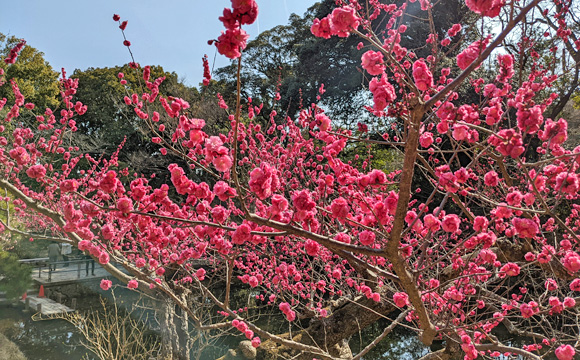 浜松城公園の紅梅