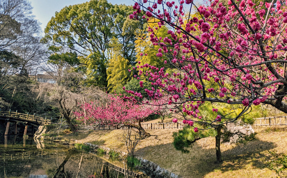 浜松城公園の紅梅