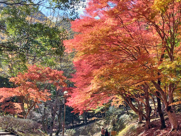 愛知県民の森の紅葉