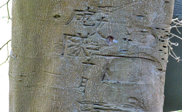 兵士が文字を彫り込んだモッコク