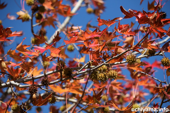 写真紀行 uchiyama info