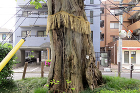 アカシデ