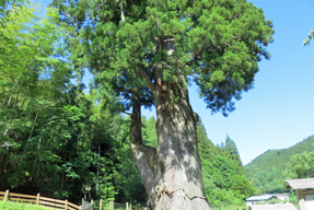 月瀬の大杉