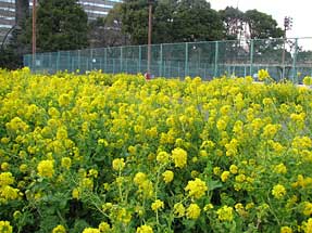 日比谷公園・旧日比谷公園事務所