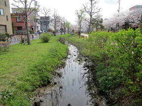 曳舟川親水公園・ビオトープ