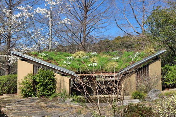 初春の屋根花壇
