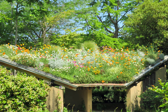 五月の屋根花壇
