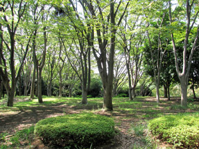 根岸森林公園