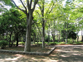 根岸森林公園