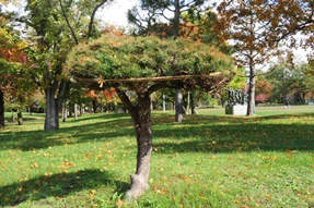 常磐公園