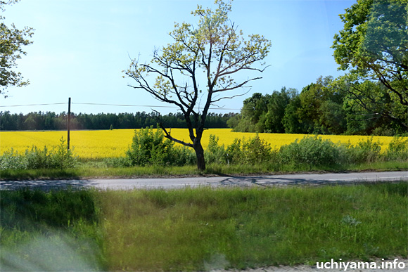 ラトビア〜エストニアの道風景